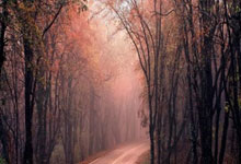 “丽马”超详细“出行指南”来了.